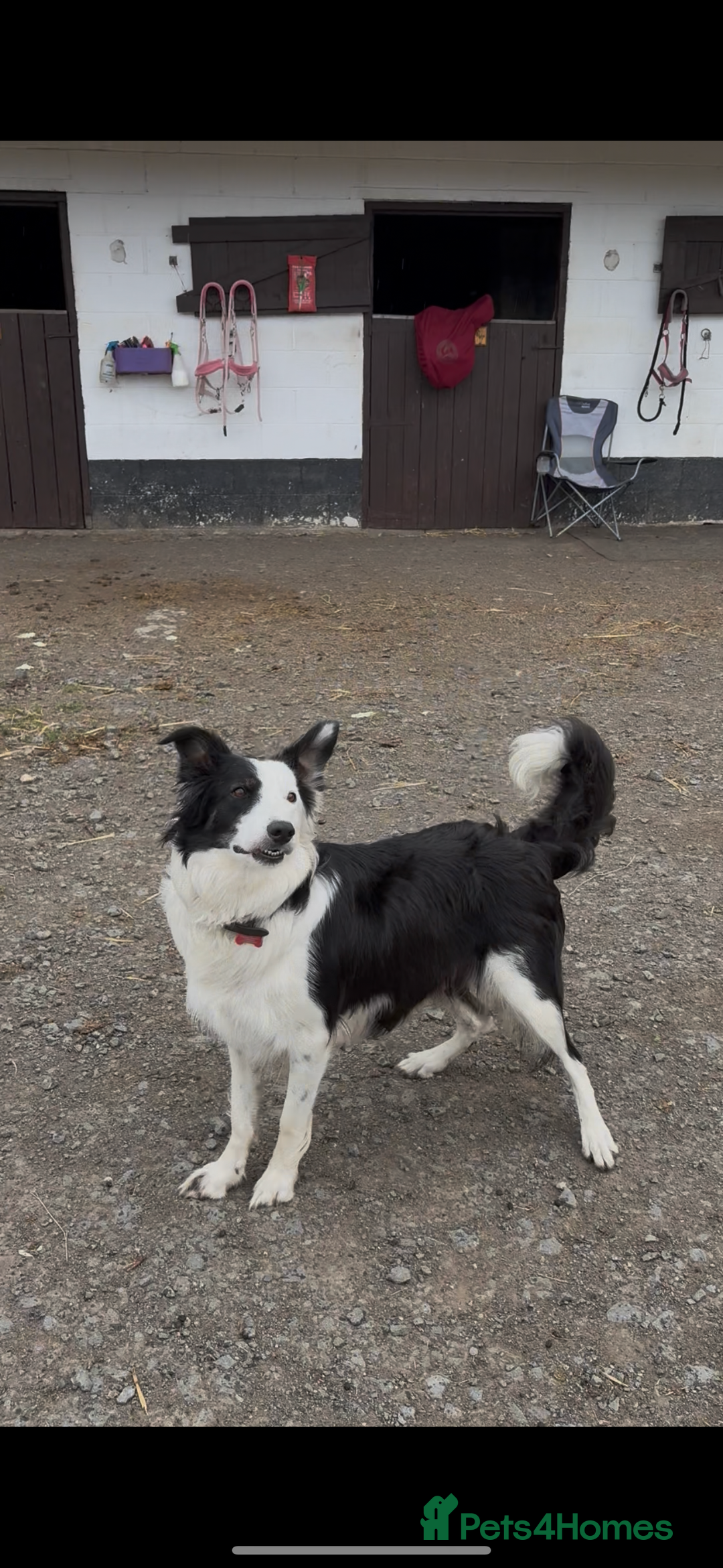 Border Collie dogs for sale: Blue Merle/ black and white border collie puppies - Image 4