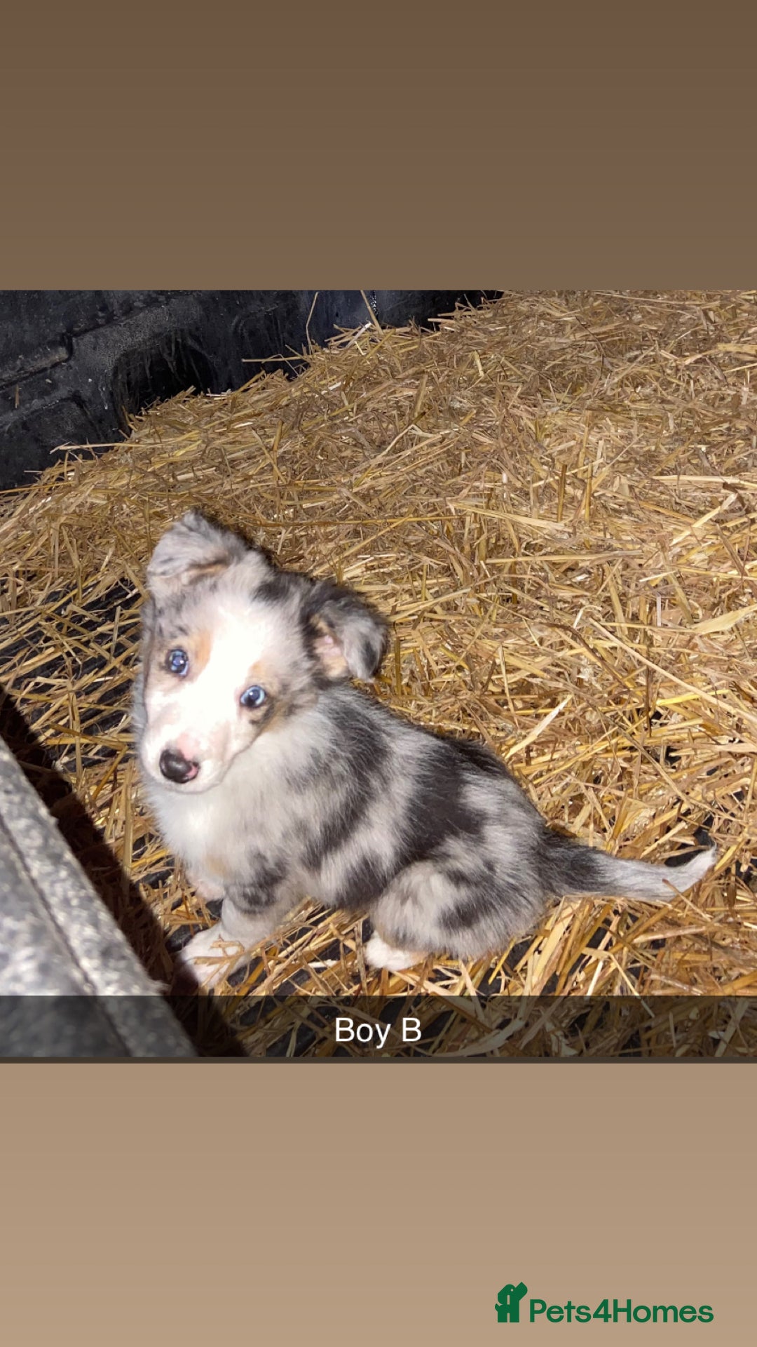 Border Collie dogs for sale: Collie cross blue merle pups - Advert 6