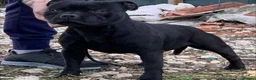 Staffordshire Bull Terrier dogs for stud: ULTIMATE BLACK CHAMPION STUD RAMPAGE in Airdrie - Advert 4