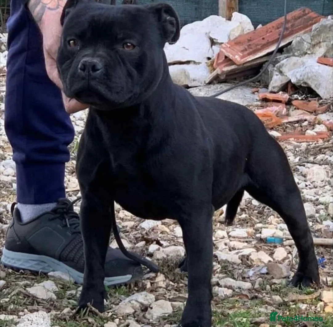 Staffordshire Bull Terrier dogs for stud: ULTIMATE BLACK CHAMPION STUD RAMPAGE in Airdrie - Advert 4