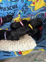 Cockapoo dogs Stunning cockapoo ready 21 December - Advert 7