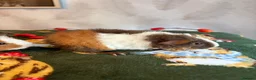 Guinea Pig rodents for sale: Beautiful pure Teddy guinea pigs  - Advert 16