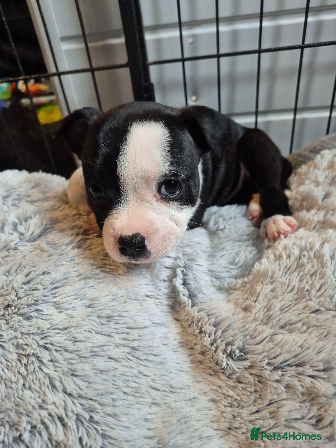 Staffordshire Bull Terrier dogs for sale: DNA HEALTH TESTED STAFFIE PUPPIES, BAER HEARING  - Advert 27
