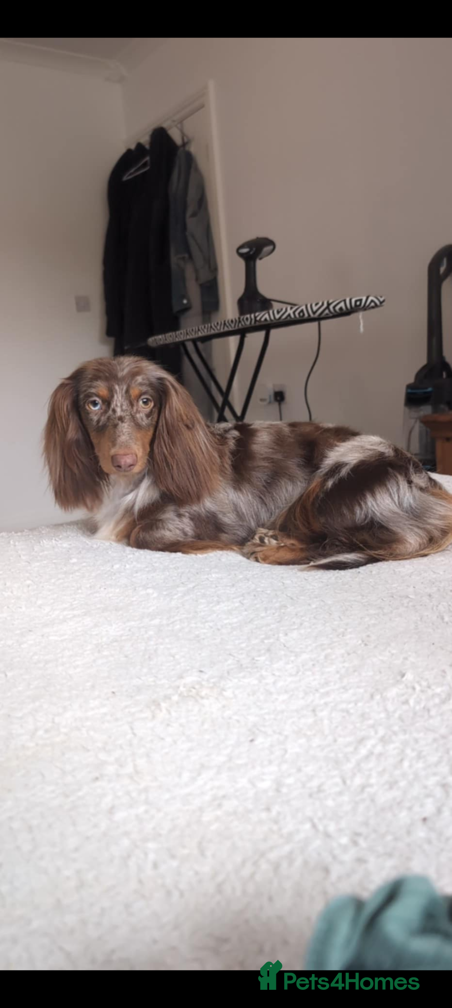 Miniature Dachshund dogs for sale: Kc registered Longhaired miniature dachshunds  - Advert 1