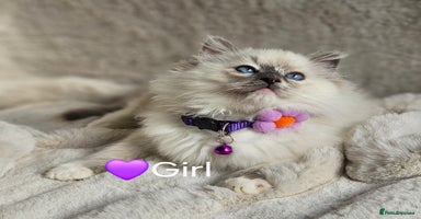 Ragdoll cats - Advert 9