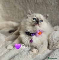 Ragdoll cats - Advert 9