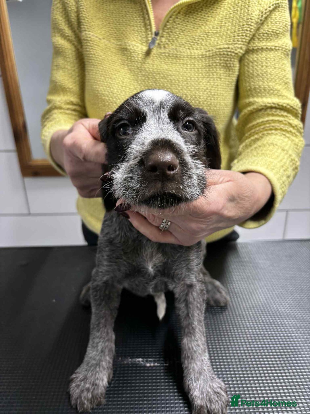 German Wirehaired Pointer dogs for sale: Stunning litter of German Wirehaired Pointers  - Advert 14
