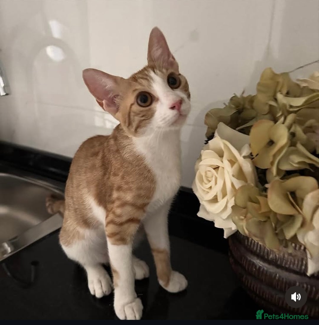 Arabian Mau cats for sale: Sweetest Snuggly Little Street Prince - Advert 3