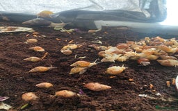 Snails invertebrates for sale: Beautiful Variety of African Land Snails  - Image 10