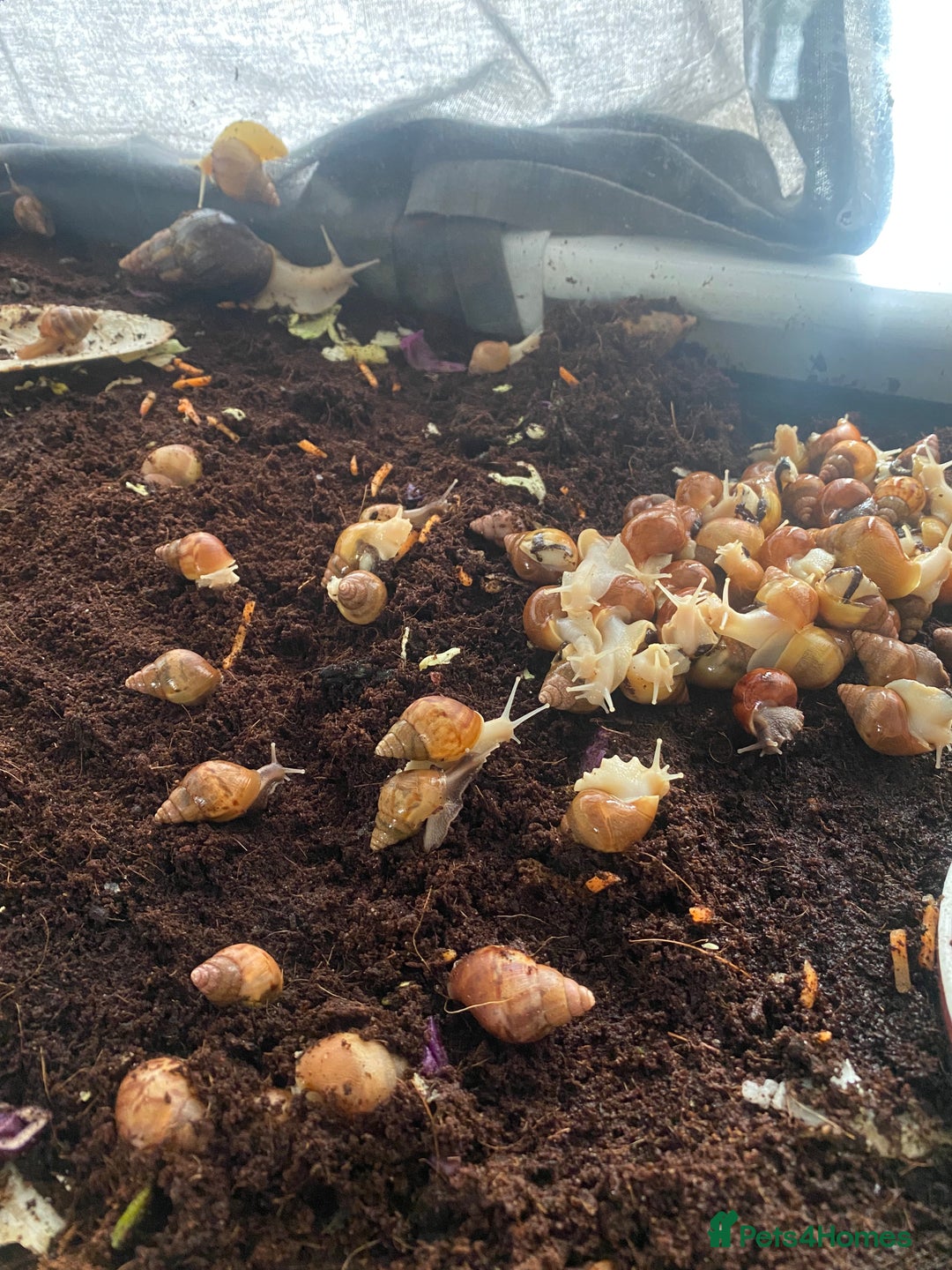 Snails invertebrates for sale: Beautiful Variety of African Land Snails  - Image 10