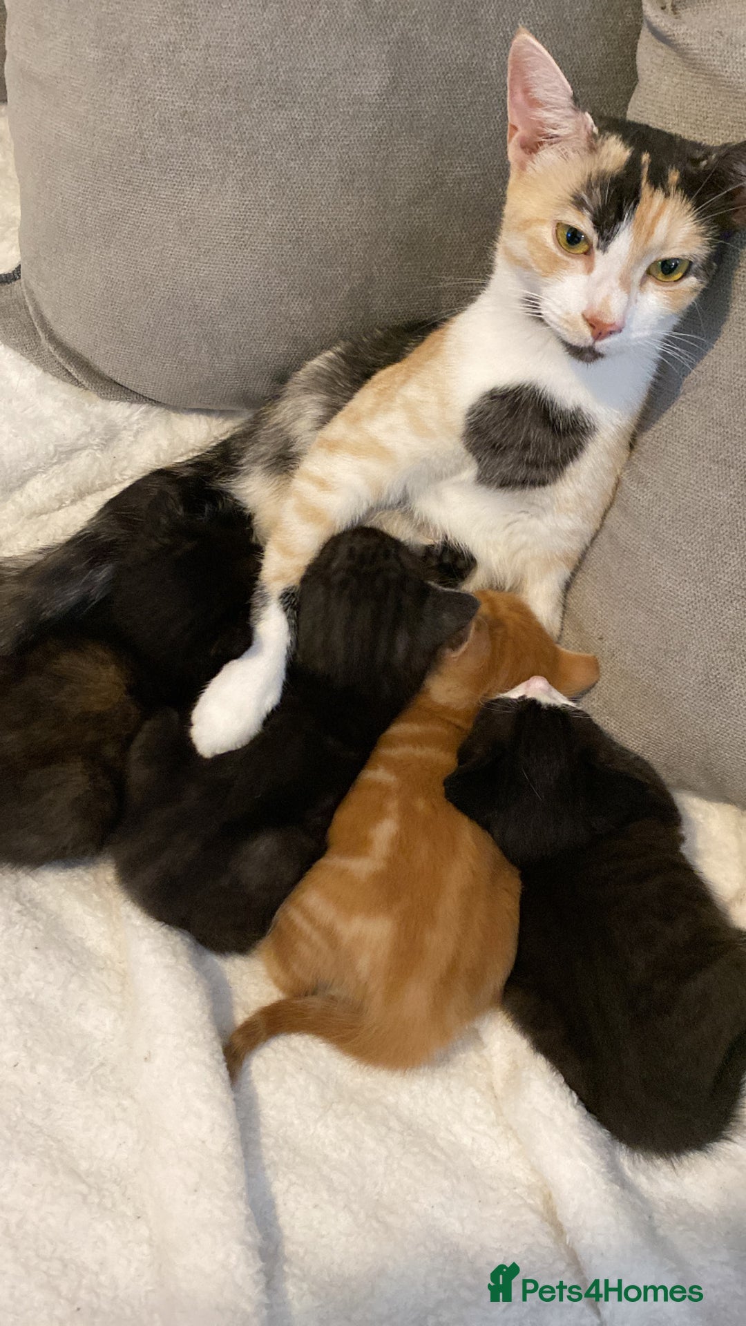 Mixed Breed cats for sale: Female kitten for sale  - Image 6