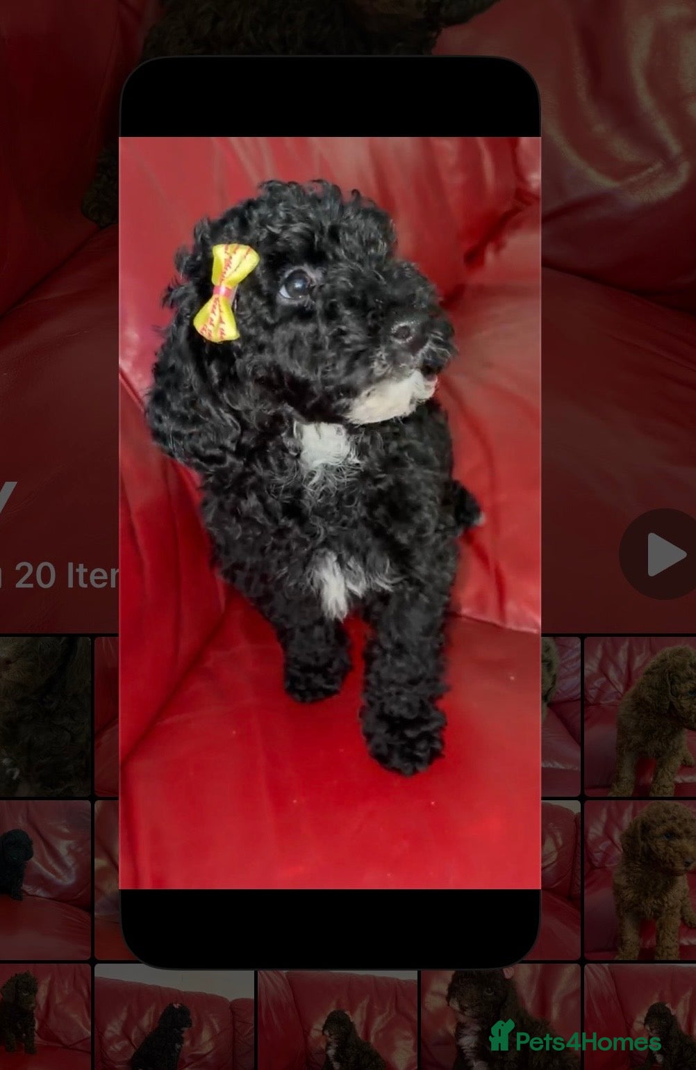 Miniature Poodle dogs  Pure Bred Miniature Poodles - Advert 4