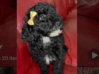 Miniature Poodle dogs Pure Bred Miniature Poodles - Advert 4