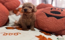 Cavapoo dogs for sale: Beautiful Cavapoo puppies  - Image 11