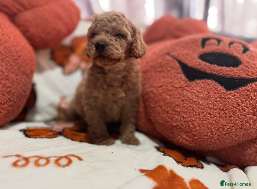 Cavapoo dogs for sale: Beautiful Cavapoo puppies  - Image 11