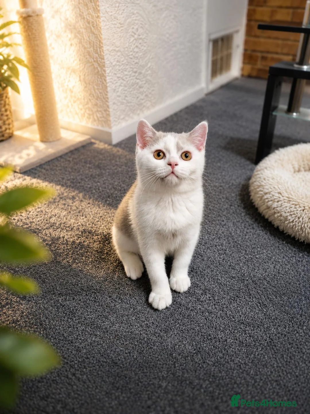 British Shorthair cats for sale: British Shorthair Kittens in Newport Pagnell - Advert 2