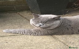 British Shorthair cats for sale: British blue BSH  - Image 2