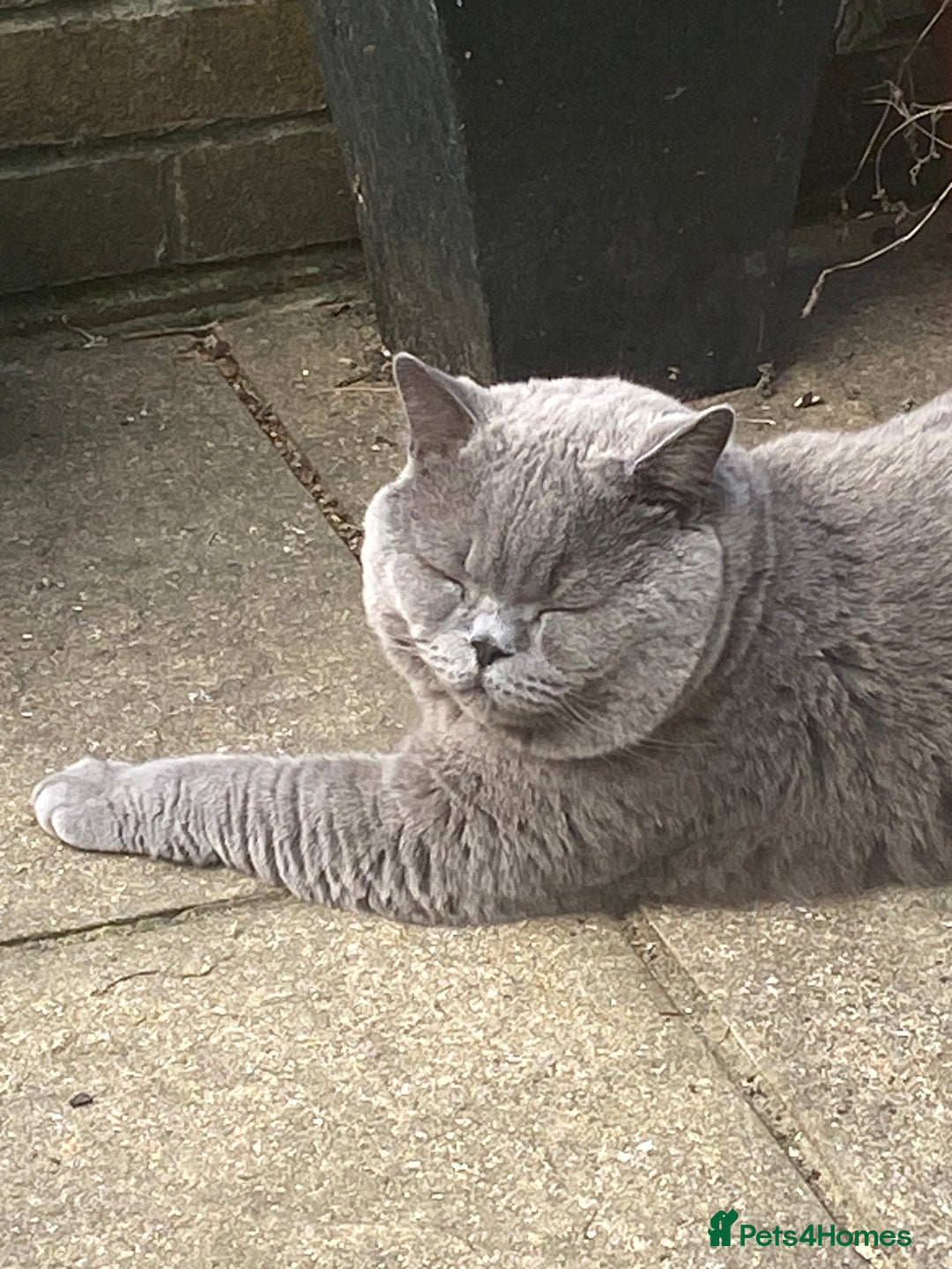 British Shorthair cats for sale: British blue BSH  - Image 2