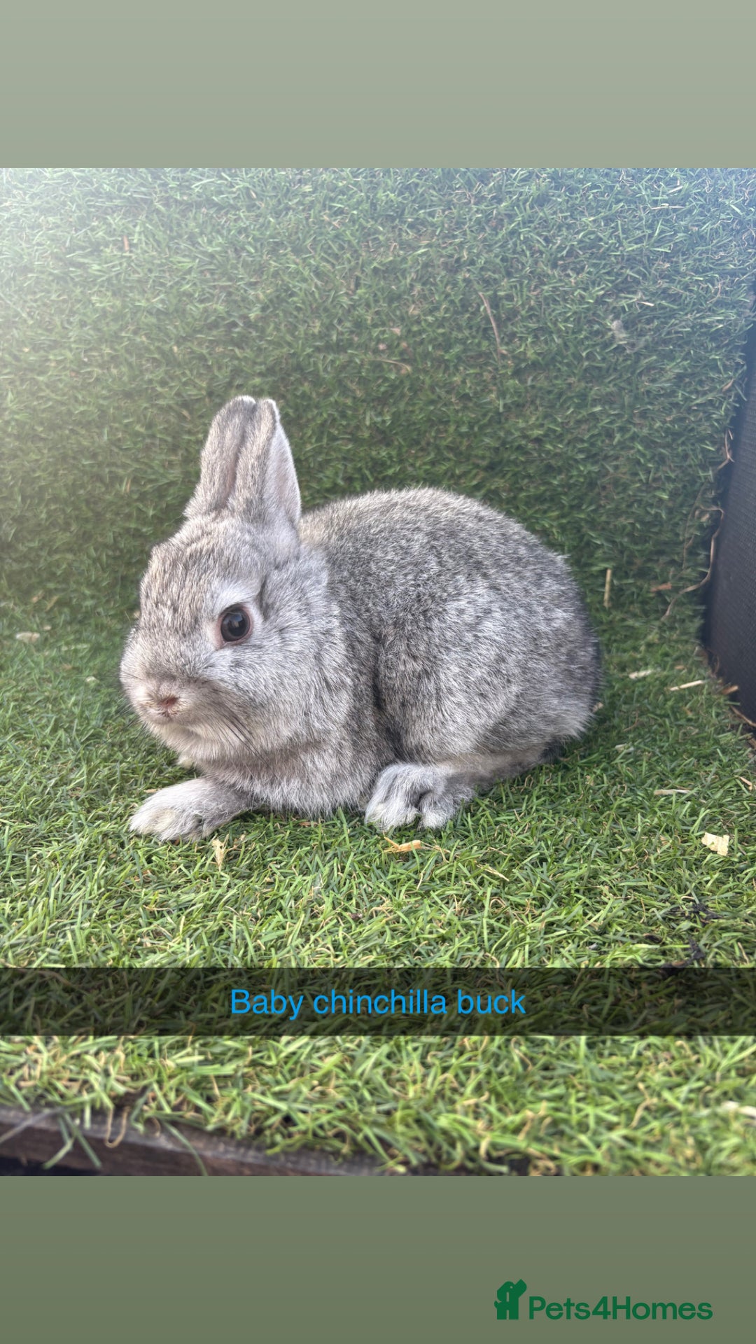 Netherland Dwarf rabbits for sale: Pure Netherland dwarfs  - Image 10