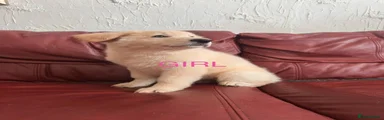 German Shepherd 3 cream/white girl