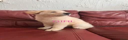 German Shepherd dogs for sale: Stunning quality GSD pups looking for new home!  - Advert 18