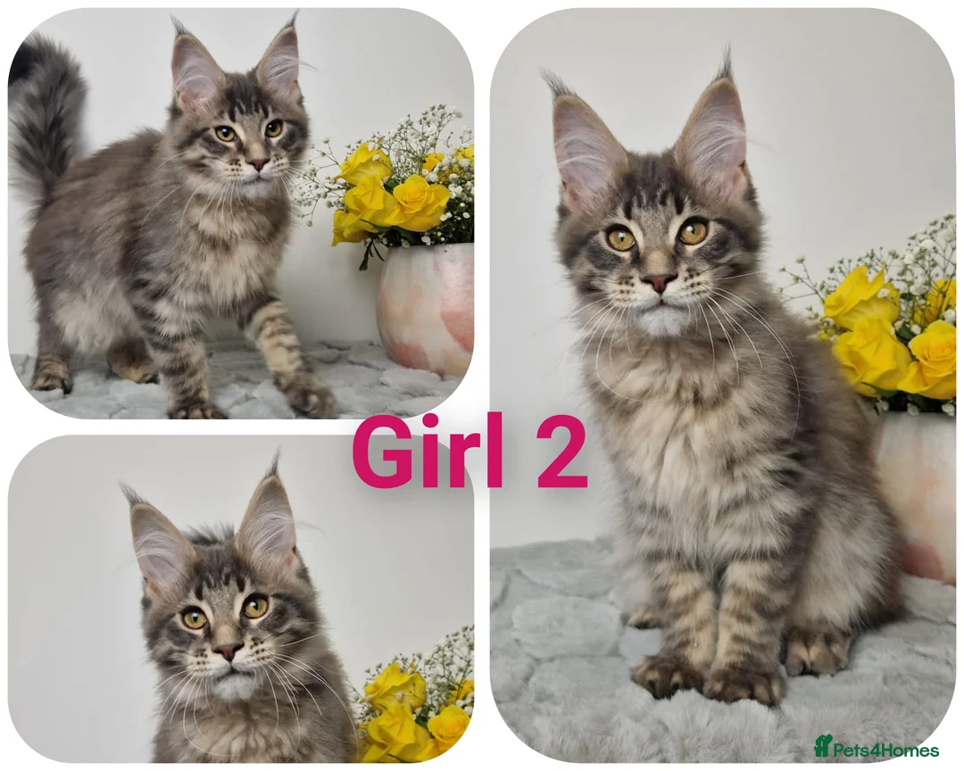 Maine Coon cats for sale:  READY TO GO TICA registered maine coon kittens - Advert 6