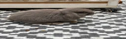 Dwarf Lop rabbits for sale: Dwarf Lop baby rabbits  - Advert 5