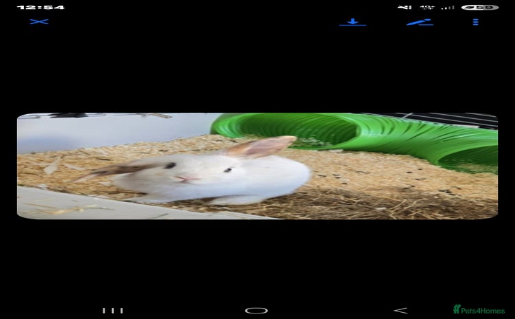 Mini Lop rabbits - Advert 2