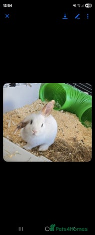 Mini Lop rabbits - Advert 1