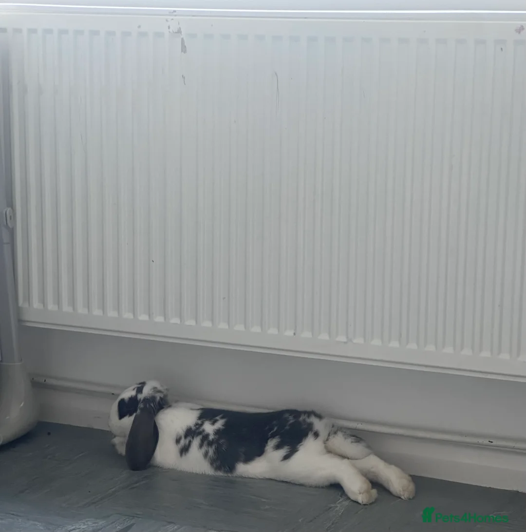 Mini Lop rabbits for sale: FREE Neutered male mini lop - Advert 2