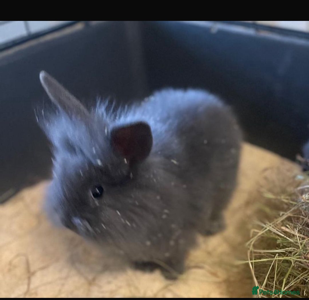 Lionhead rabbits for sale: Baby Lionhead bunnies  - Advert 4