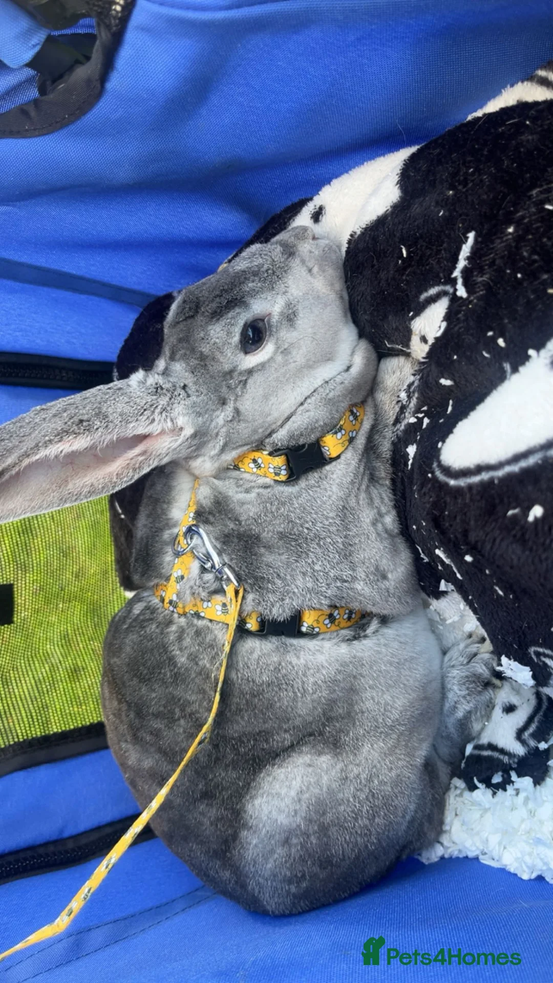 Rex rabbits for sale: Pure bread Rex rabbit  in Norwich - Advert 2