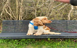 Cocker Spaniel dogs for stud: Orange Roan KC reg Show Cocker Spaniel Stud in Whitchurch - Image 8
