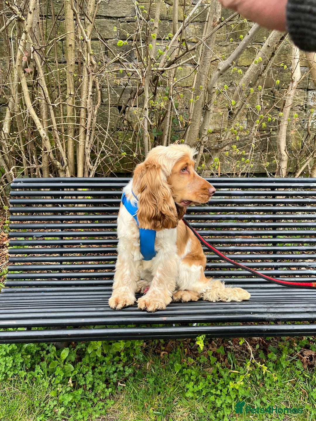 Cocker Spaniel dogs for stud: Orange Roan KC reg Show Cocker Spaniel Stud in Whitchurch - Image 8