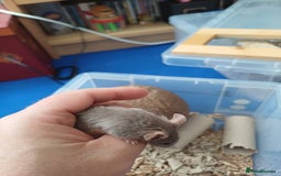 Mouse rodents for sale: 1 male and 4 female mice  - Image 5