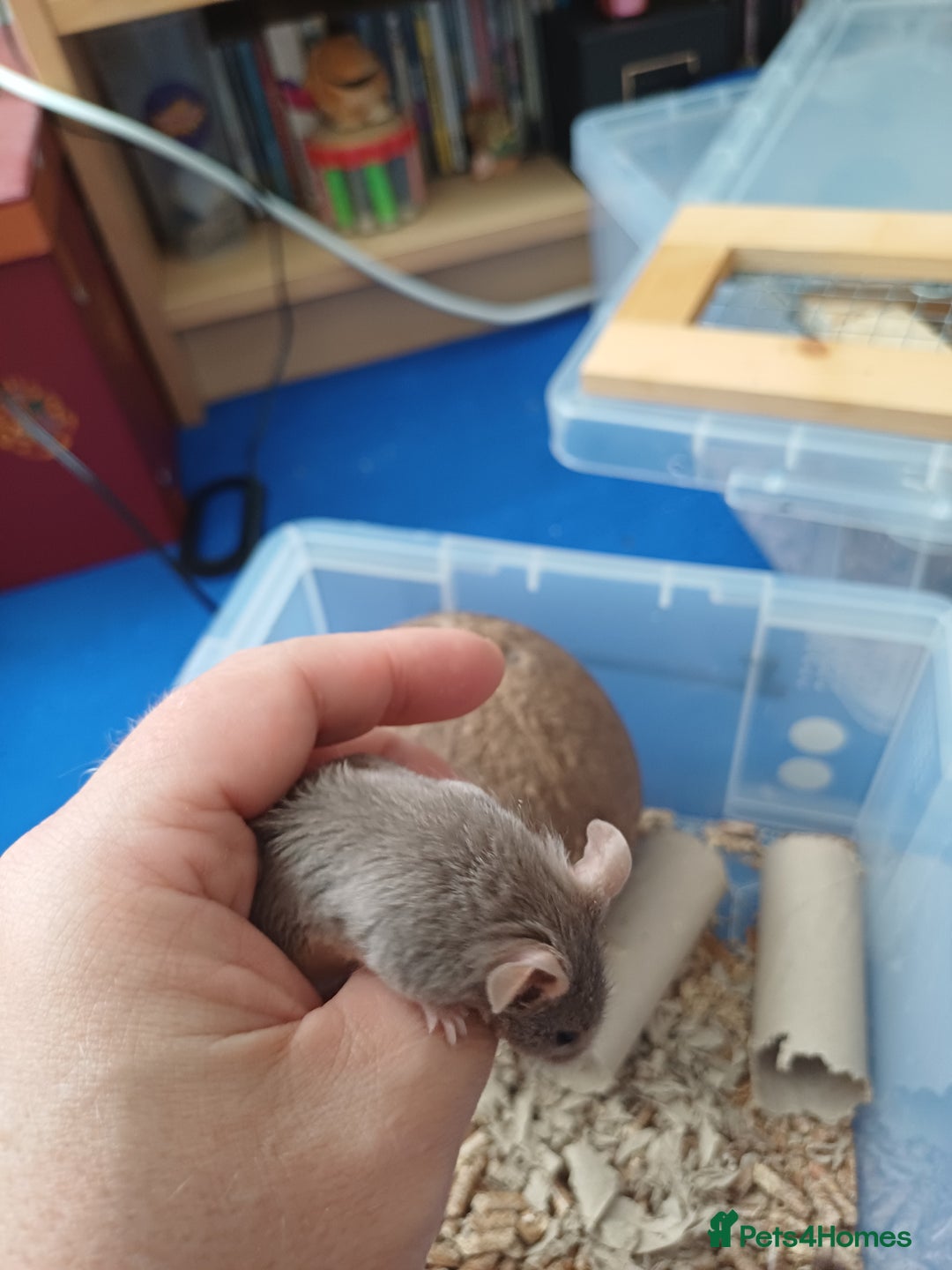 Mouse rodents for sale: 1 male and 4 female mice  - Image 5