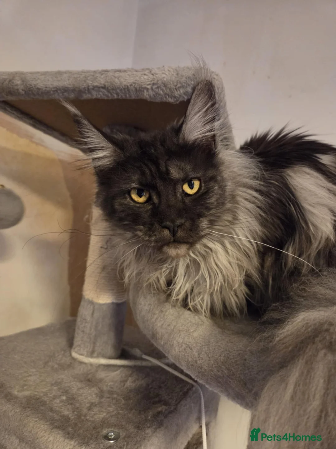 Maine Coon cats for sale: Black smoke Maine Coon  in Mansfield - Advert 1