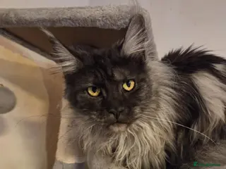 Maine Coon cats Black smoke Maine Coon - Advert 2