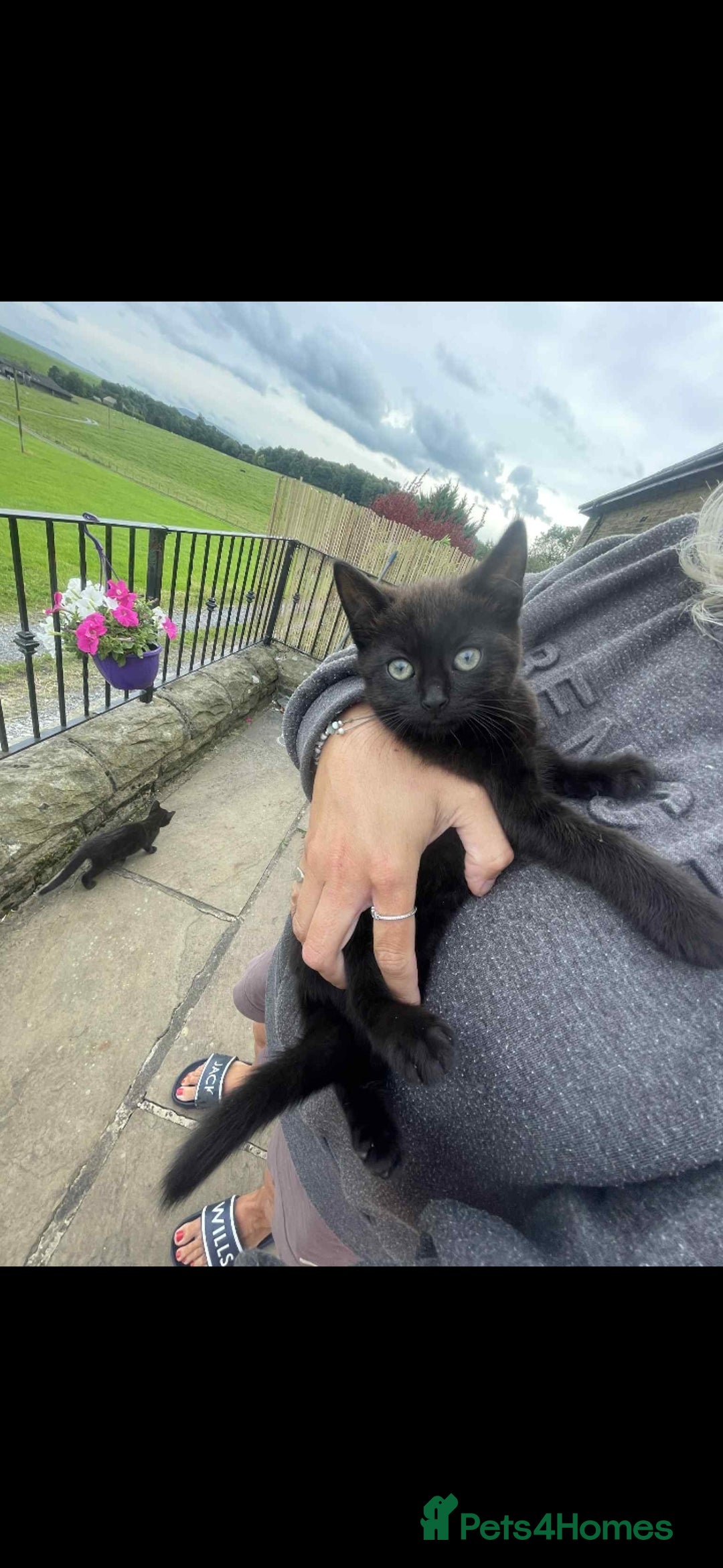 Mixed Breed cats for sale: 3 Beautiful, Friendly kittens  - Image 1