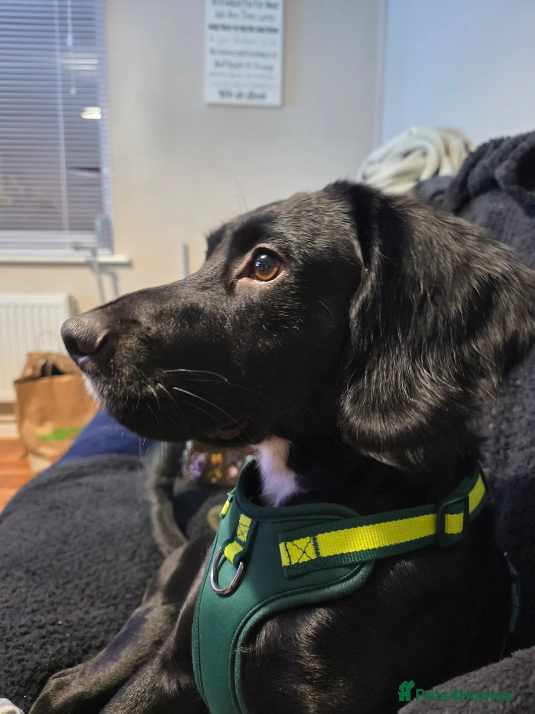 Cockerdor dogs for sale: Male cockerdor - Advert 7