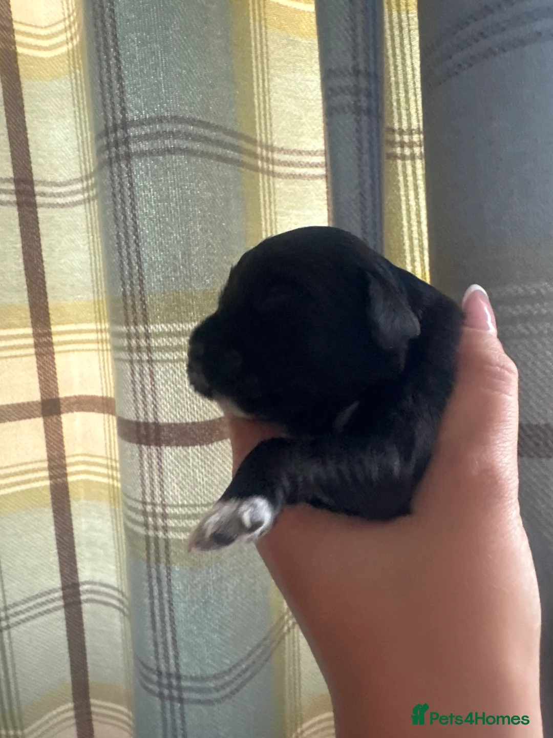 Sprocker dogs for sale: £995 EACH Beautiful cocker spaniel puppies  - Advert 38