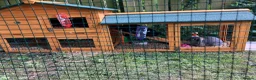 Mixed Breed rabbits for sale: Bunny for Rehome in Ashbourne - Advert 2