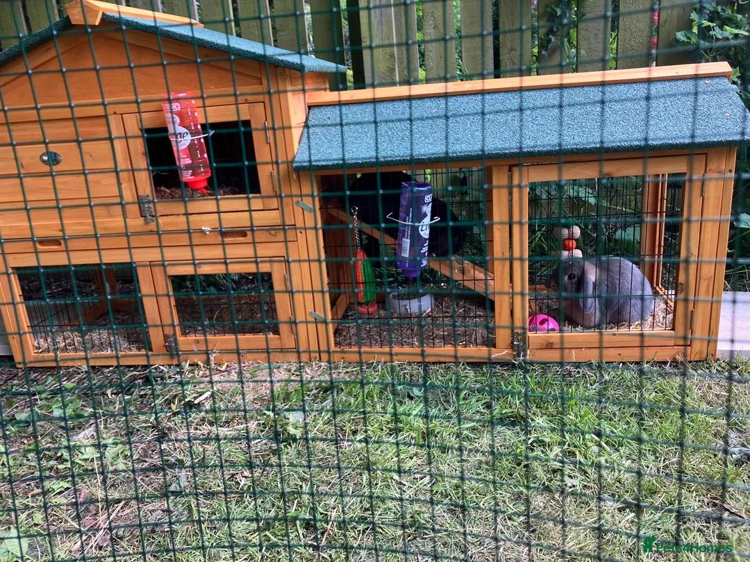 Mixed Breed rabbits for sale: Bunny for Rehome in Ashbourne - Advert 2
