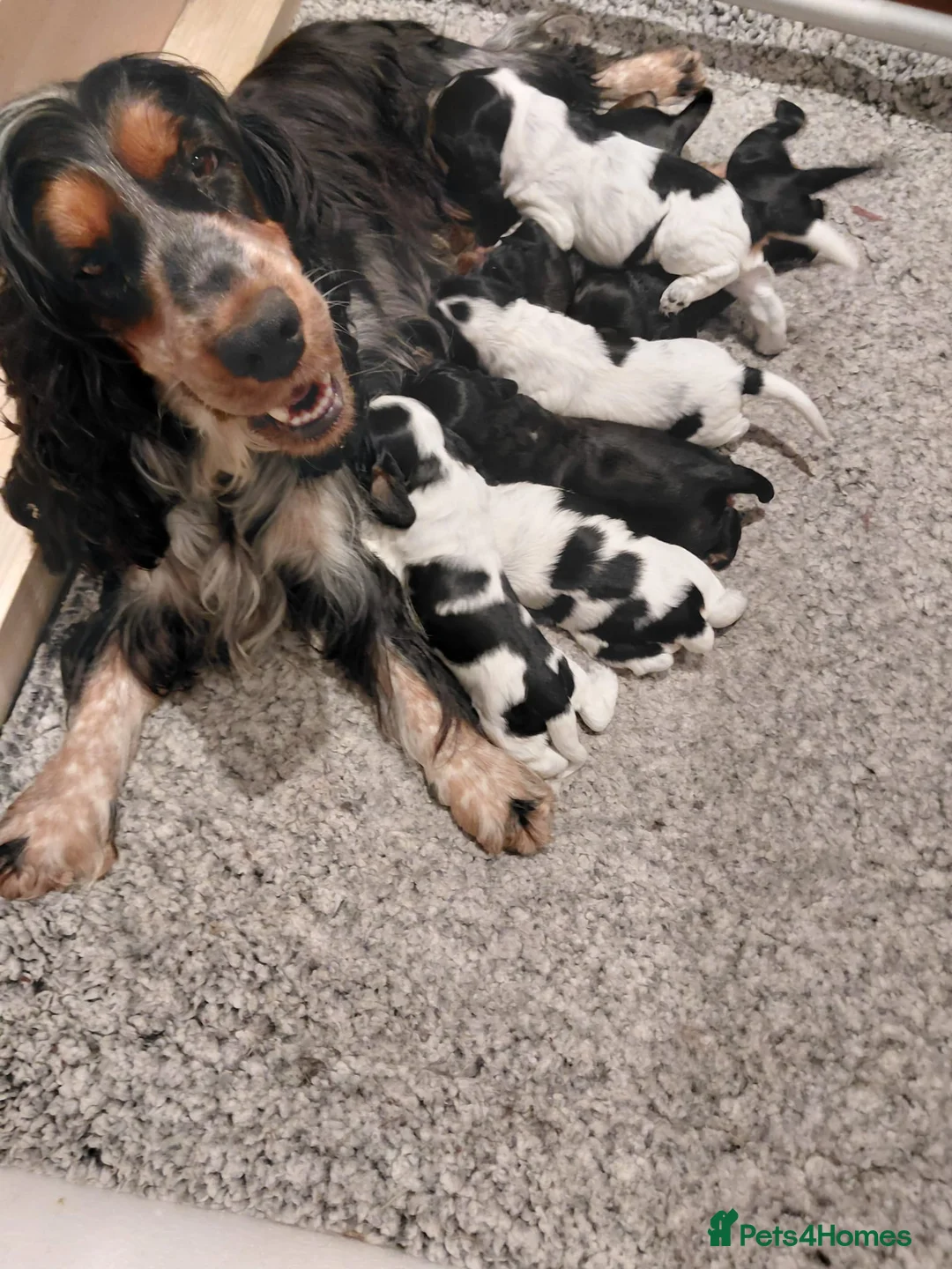 Cocker Spaniel dogs for sale: KC Show Cocker Spaniels  - Advert 1