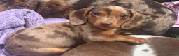 Dachshund dogs for sale: Stunning kc reg miniature dachshunds  - Advert 2