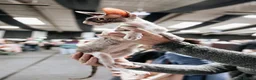 Cornish Rex cats for sale: Champion Cornish Rex girls in Stamford - Advert 14
