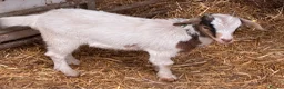 Goats livestock for sale: Selection of goats for sale  - Advert 3