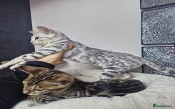Bengal cats for sale: READY REDUCED TICA Genetic/Health Tested Bengals - Image 9