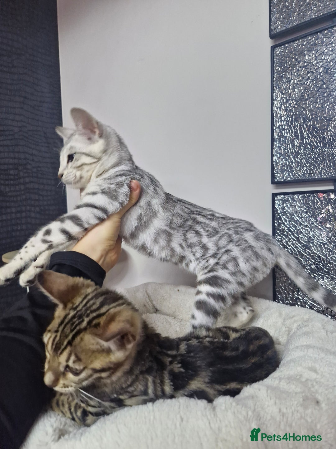 Bengal cats for sale: READY REDUCED TICA Genetic/Health Tested Bengals - Image 9