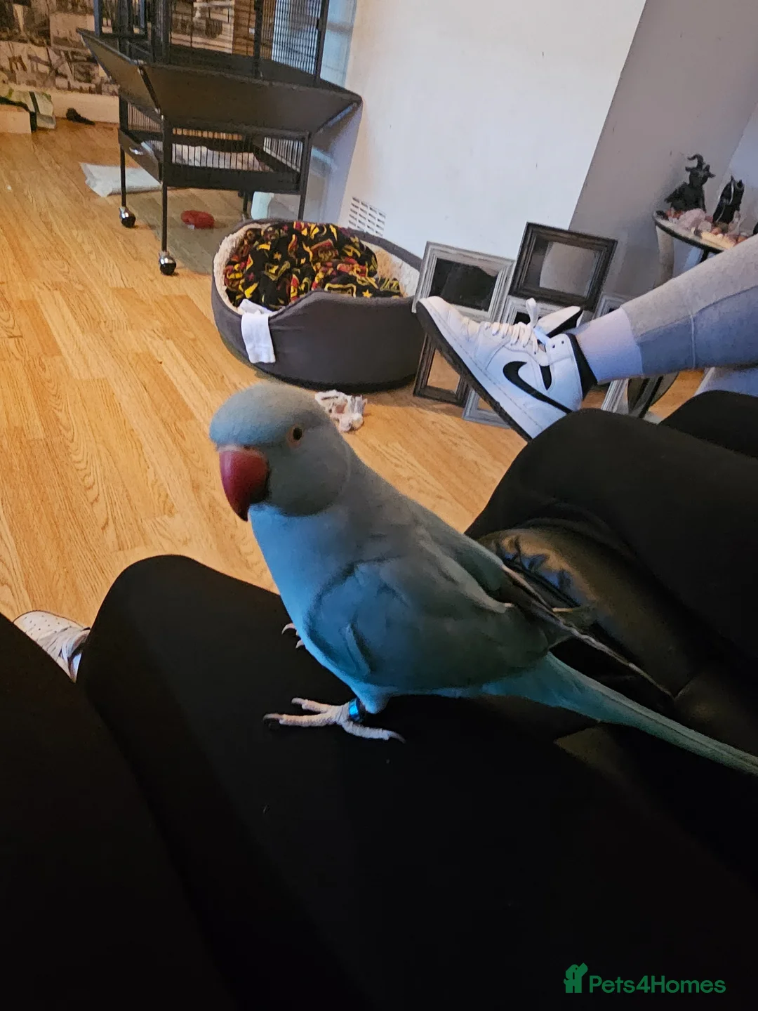 Ringnecks birds for sale: Ring necked parakeet  - Advert 2